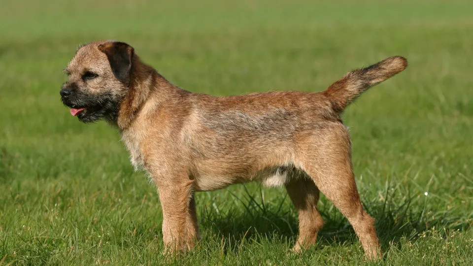 Border Terrier